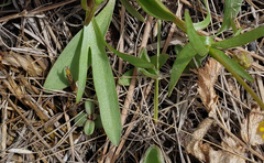 Ranunculus glaberrimus ellipticus