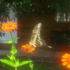 Heraclides thoas brasiliensis