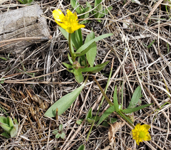 Ranunculus glaberrimus ellipticus