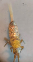 Pogonognathellus longicornis