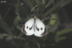Pieris brassicae