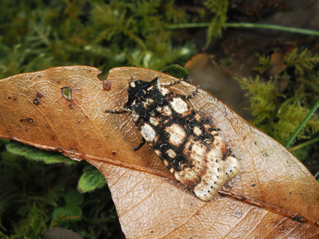 Hermonassa legraini