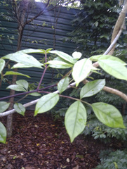 Tecomanthe dendrophila