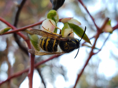 Dolichovespula alpicola