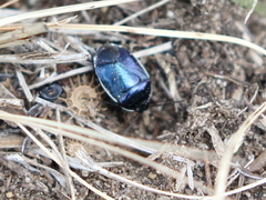 Canthophorus melanopterus