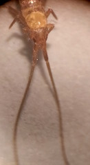 Pogonognathellus longicornis