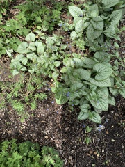 Brunnera