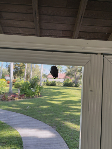 Evening Bat observed by randall_carter