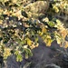 Acacia mellifera