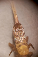 Pogonognathellus longicornis