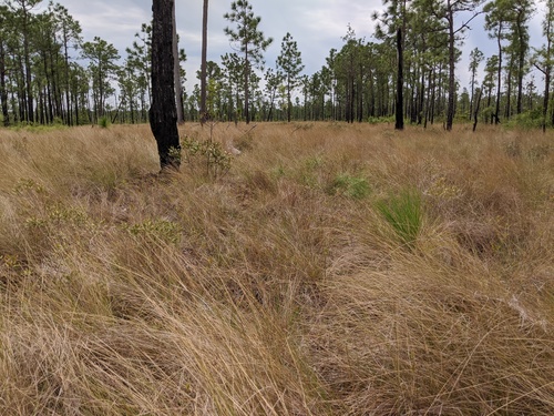 Aristida stricta, photograph 4