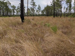 Austin Pursley, CC0, iNaturalist via GBIF Aristida stricta, photograph Austin Pursley, CC0, iNaturalist via GBIF