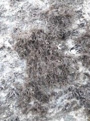 Pseudephebe pubescens