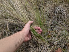 Austin Pursley, CC0, iNaturalist via GBIF Aristida stricta, photograph Austin Pursley, CC0, iNaturalist via GBIF