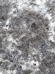 Pseudephebe pubescens