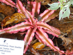 Cryptanthus bivittatus