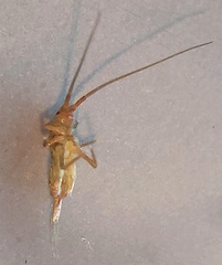 Pogonognathellus longicornis