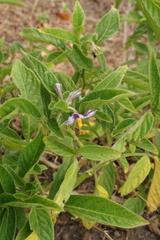 Solanum muricatum