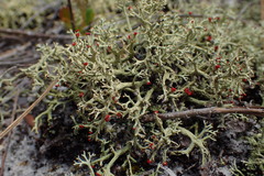 Cladonia leporina