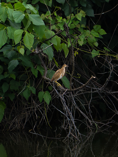 Yellow Bittern