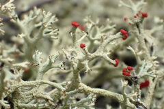 Cladonia leporina