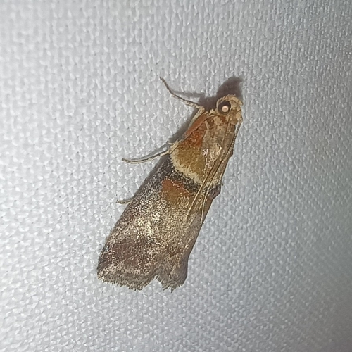 Scarce oak knot-horn, Leek, B. v Rasquertstraat, 9351 NC Tolbert, Netherlands, photo 3 of 10