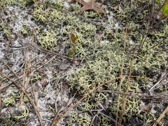 Cladonia leporina