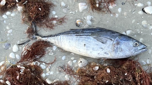 Atlantic Bonito
