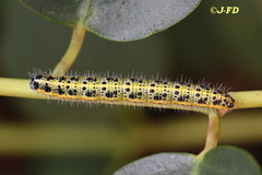 Pieris brassicae