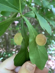 Amphibolips quercusracemaria