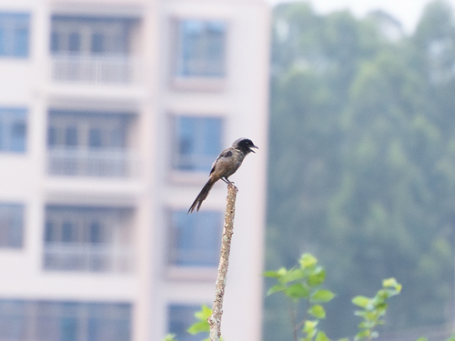 Long-tailed Shrike