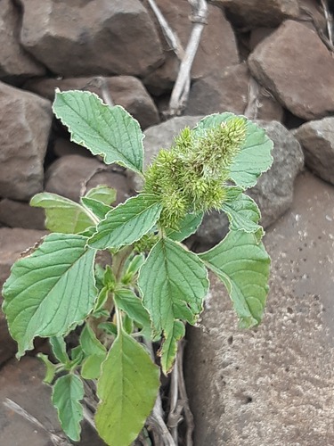 Redroot Amaranth