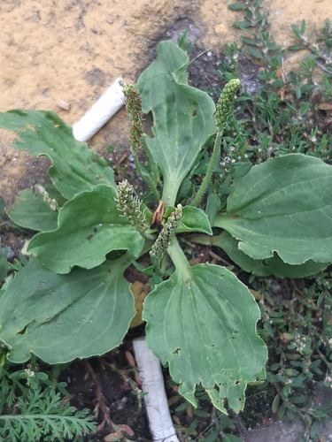 greater plantain