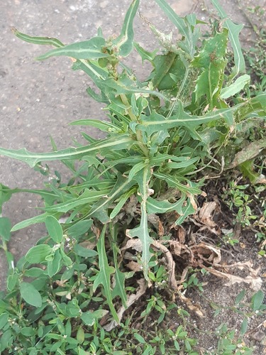 prickly lettuce