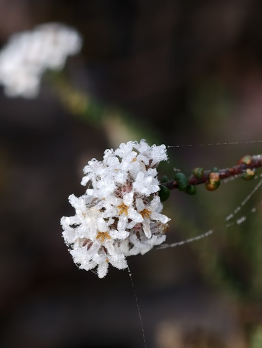 Leucopogon gibbosus, 2026-07-07
