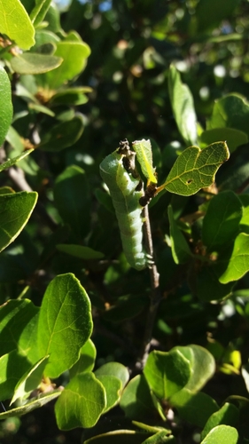 iNaturalist observation photo of Butterflies and Moths