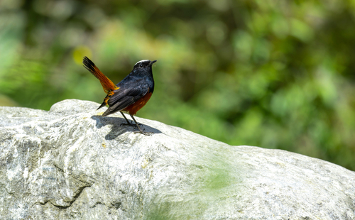 White-capped Redstart