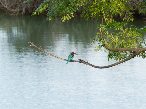 White-throated Kingfisher
