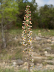 Schoenocaulon texanum