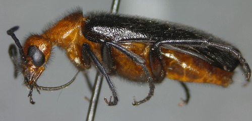 Nemognatha nigripennis