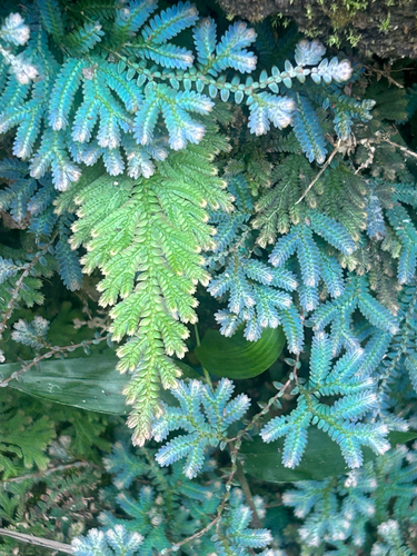 Selaginella uncinata, photograph 5