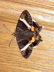 Coronidia leachi