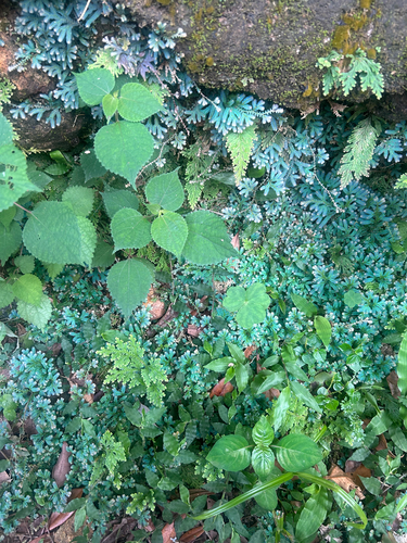 Selaginella uncinata, photograph 6