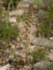 (c) Turner Brockman, some rights reserved (CC BY-SA) Schoenocaulon texanum, photograph (c) Turner Brockman, some rights reserved (CC BY-SA)