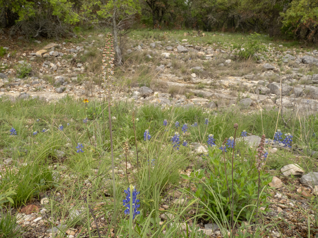 Schoenocaulon texanum; photograph (c) Turner Brockman, some rights reserved (CC BY-SA)