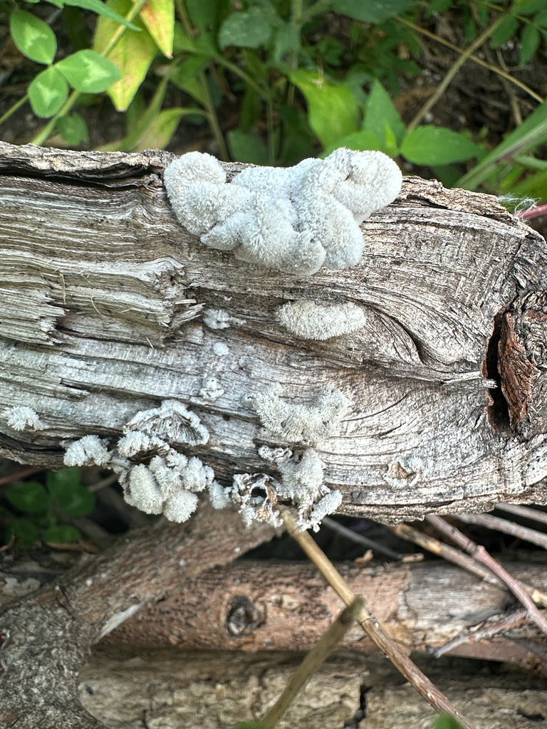 splitgill mushroom · July 2026 · photo: Photo: (c) Jennifer Kepler, some rights reserved (CC BY) · iNaturalist