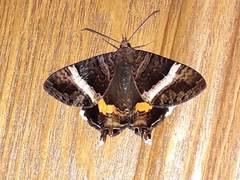Coronidia leachi