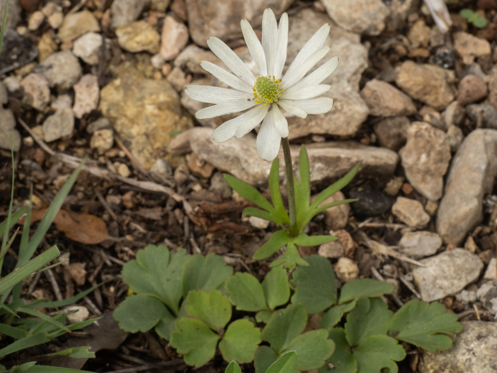 Anemone berlandieri; photograph (c) Turner Brockman, some rights reserved (CC BY-SA)