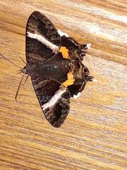 Coronidia leachi