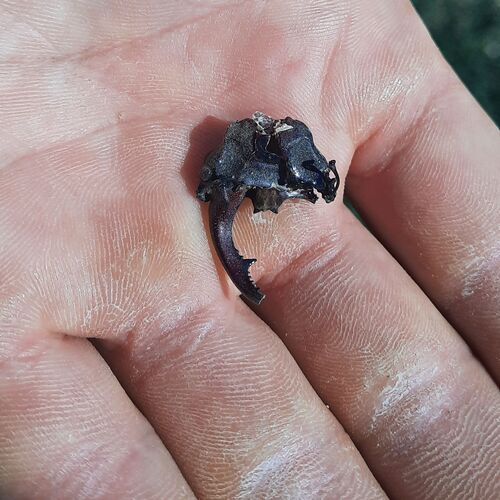 European Stag Beetle